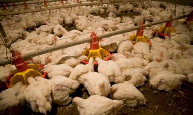 Soluções nutricionais ganham espaço na produção animal com restrições ao uso de antimicrobianos