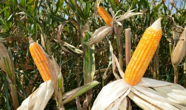 Cotações Agropecuárias