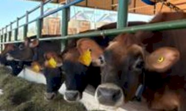 Sistema agrivoltaico e sustentabilidade: Unesp investiga possibilidades para a produção de leite