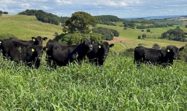 Mercado de terneiros encerra primeiro semestre de 2026 com valorização de 19porcento em Santa Catarina