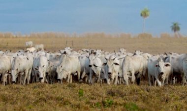 Veja aqui Cotações mistas do Agro