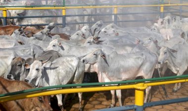 Antimicrobianos na mira da UE: os impactos e alternativas para a pecuária