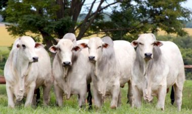 Boi gordo: consumo fraco de carne limita preços da arroba