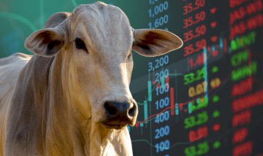 Baixa liquidez marca mercados do boi gordo e da reposição