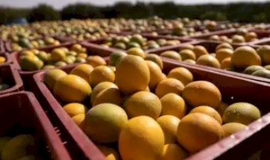 Conab terá até R$ 10 milhões para apoiar escoamento de laranja e garantir preço mínimo aos produtores