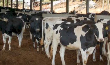 Gestão de riscos ganha espaço no mercado de leite