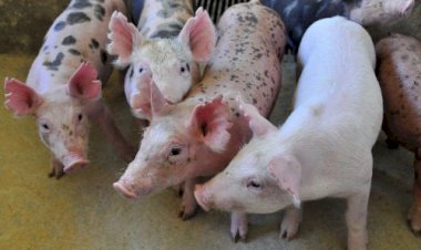 SUÍNOS: Mercado enfrenta período desfavorável, como em 2022