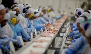 Alta dos custos aperta margem da avicultura enquanto preço dos ovos recua em agosto