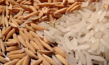 Oferta menor sustenta alta do arroz em casca no RS