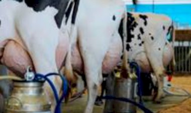 O que levou 55 mil produtores a deixar o leite no RS? Pesquisa da Emater investiga