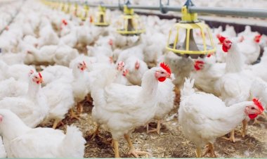Ranking expõe escala dos gigantes do abate de frango