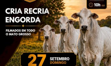 565º LEILÃO VIRTUAL MB LEILÕES