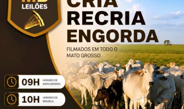 564º LEILÃO VIRTUAL MB LEILÕES