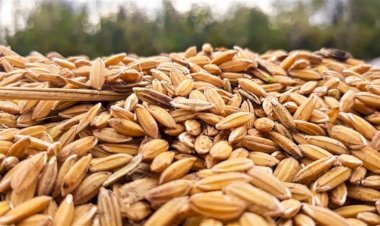 Consumo muda e desafia estratégias do setor arrozeiro