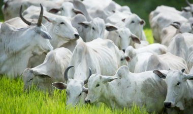 Abate de vacas e novilhas em MT despencam em agosto/26