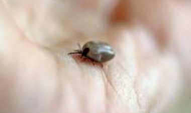 Touro morre na Expointer por tristeza parasitária bovina; doença pode começar silenciosa