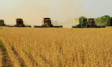 Soja: Brasil exporta 9,81 milhões de toneladas em agosto