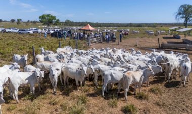 Brasil salta do 31º para o 2º lugar no ranking mundial de exportação de sebo bovino