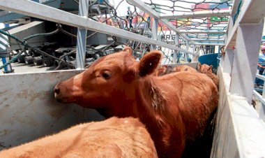 Brasil exporta 170,77 mil bovinos vivos em agosto/26 e bate um novo recorde mensal histórico