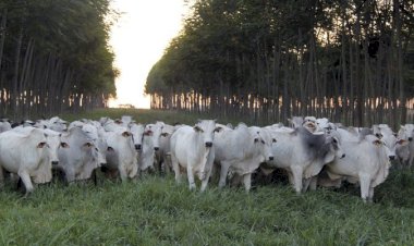 Preços do boi gordo sobem em 7 das 17 regiões monitoradas pela Agrifatto