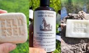 Curiosidade: leite de jumenta vira cosméticos no Chile; oportunidade para o semiárido brasileiro?
