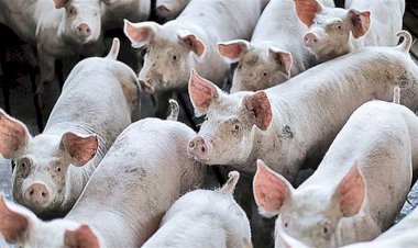 Preço do suíno reage após semanas de pressão com aumento da demanda