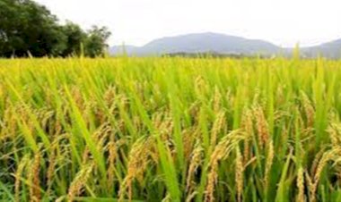 Produção menor de arroz longo acende alerta para 2027