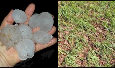 Granizo destrói pastagens, reduz produção de leite em 0,6 litro/vaca e eleva custos no RS