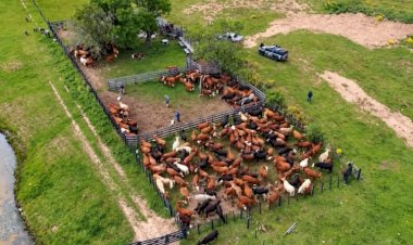 Pecuarista de 91 anos sofre golpe e tem mais de 2.300 cabeças de gado furtadas