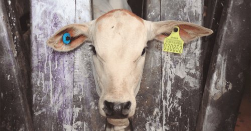 Rastreabilidade bovina avança no Brasil e deve transformar a pecuária nos próximos anos