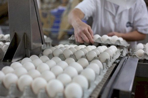 Demanda sustenta os preços dos ovos diante de nova frente fria