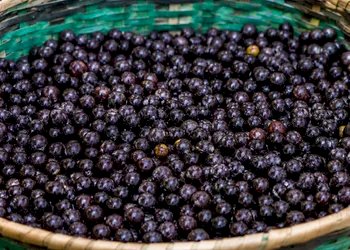 Cooperativa de açaí do Amapá fecha contrato de cinco anos com gigante chinesa