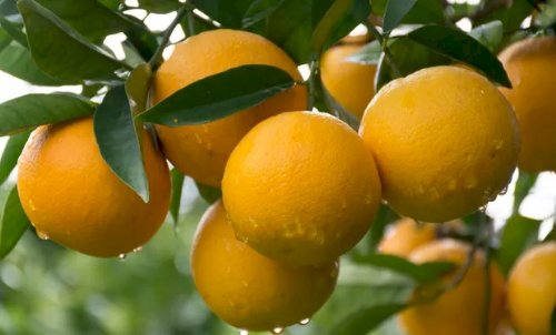 Existe apenas uma laranja com Indicação Geográfica no Brasil