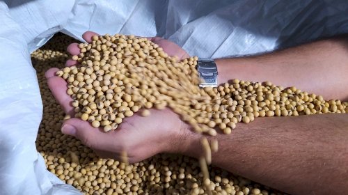 Entenda os desafios da comercialização de sementes no Brasil