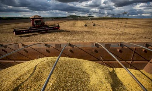 Tocantins lidera avanço da colheita da safrinha de milho fora de Mato Grosso, aponta Conab