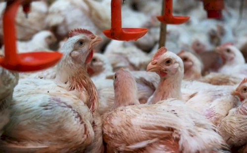 Cotações da carne de frango sobem, e produção é recorde, informa Cepea