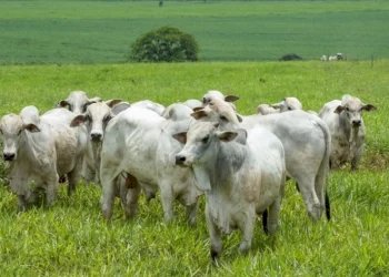 Veja aqui Cotações mistas do Agro
