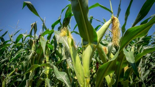 Cotações Agropecuárias