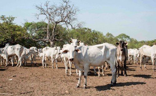 Pecuária de cria entra em foco em nova etapa da Rota da Pecuária no Tocantins