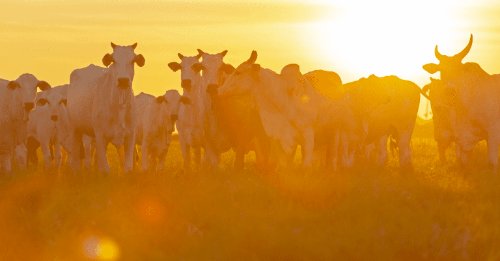 Inmet prevê julho com calor acima da média e chuva irregular em grande parte do Brasil