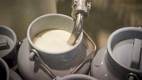 Preços dos derivados lácteos apresentam variações entre estados, aponta Cepea