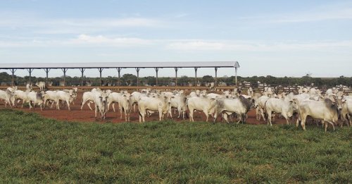 Custo de reposição é o maior desafio para o terminador neste início do 2°sem./26, diz Agrifatto