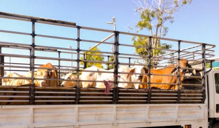 Grupo acusado de furtar gado e falsificar documentos no extremo sul do Tocantins é denunciado pelo MPTO