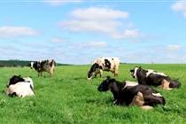 Pesquisa aponta cenários de impacto das mudanças climáticas na produção de leite em Goiás