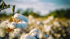 Algodão sobe mesmo com avanço da área plantada