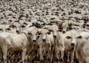 Cobrança da nova modalidade de contribuição ao Fundesa-RS é adiada