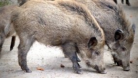 Ameaça dos javalis preocupa agronegócio catarinense