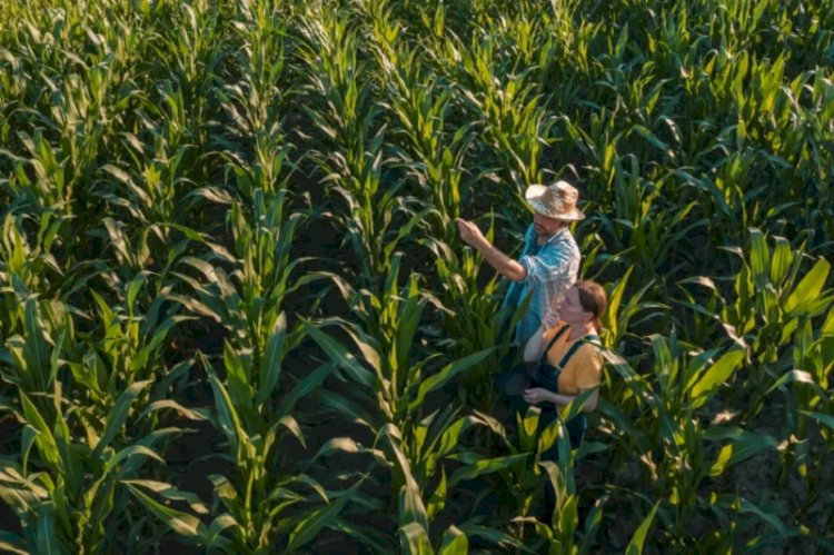 Senado aprova urgência para projeto que cria novo marco do Seguro Rural