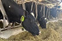Vacas monitoradas passam a servir como garantia de crédito em operação registrada na B3