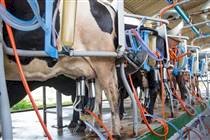 Queda dos insumos reduz custo da produção de leite